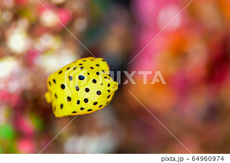 ミナミハコフグの幼魚 64960974