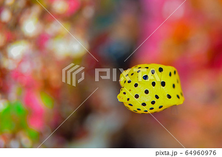 ミナミハコフグの幼魚 64960976