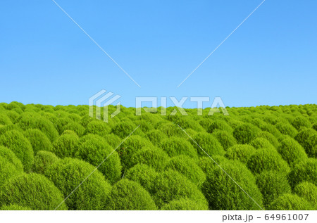 青空と緑のコキア 64961007