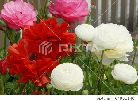 ラナンキュラス 02 ラナンキュラス 02 64961140