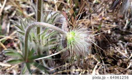 漢口 オキナグサ 花 64961256