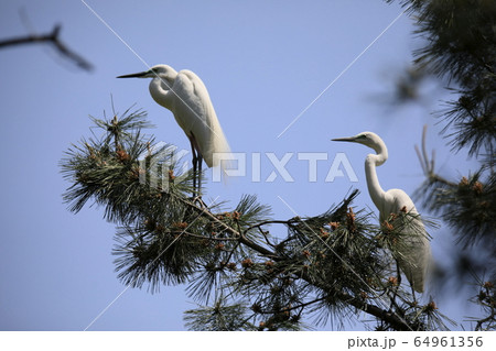 ペア ダイサギ 新しい 64961356