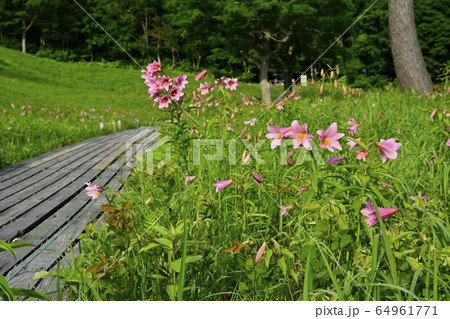 南郷高清水自然公園のヒメサユリ群生地に咲くヒメサユリに木道 64961771