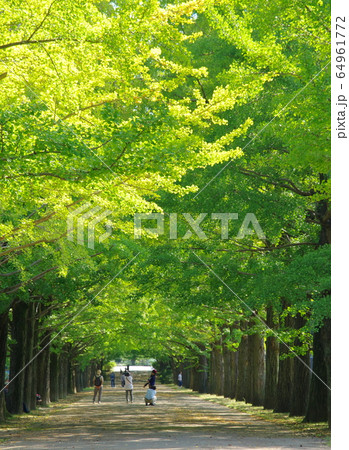銀杏並木 銀杏並木 64961772