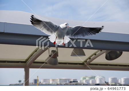 ユリカモメ ユリカモメ 64961773