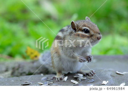 エゾシマリス 64961984