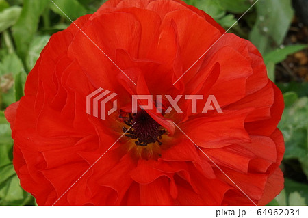 ラナンキュラス　紅色花　05 64962034