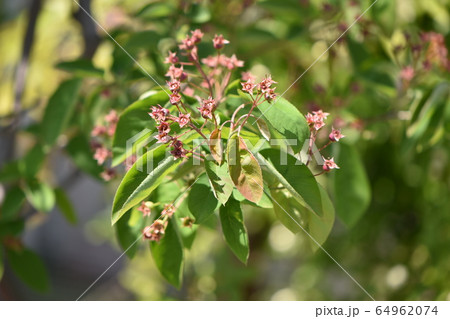 春の庭に咲くかわいい花たち 春の庭に咲くかわいい花たち 64962074