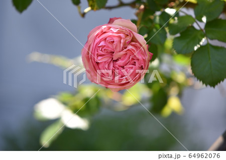 春の庭に咲くかわいい花たち 春の庭に咲くかわいい花たち 64962076