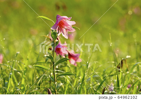 南郷高清水自然公園のヒメサユリ群生地に咲く朝露付くヒメサユリ 64962102
