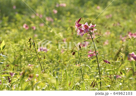 南郷高清水自然公園のヒメサユリ群生地に咲く朝露付くヒメサユリ 64962103