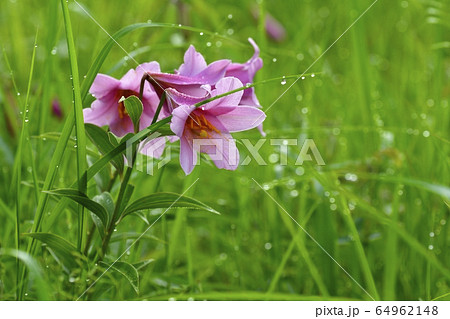 南郷高清水自然公園のヒメサユリ群生地に咲く朝露付くヒメサユリの写真素材