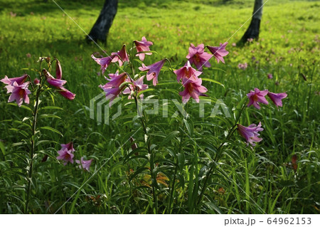 南郷高清水自然公園のヒメサユリ群生地に咲く朝露付くヒメサユリの写真素材