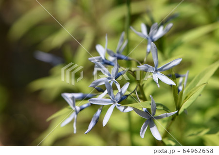 春の庭に咲くかわいい花たち 春の庭に咲くかわいい花たち 64962658