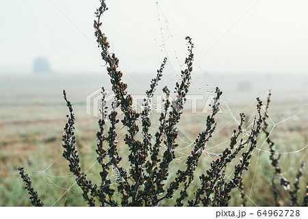 Close-up of a web with dew drops. Morning spring photo in nature. Selective focus macro shot with shallow depth of field 64962728