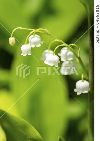 スズランの花の写真素材