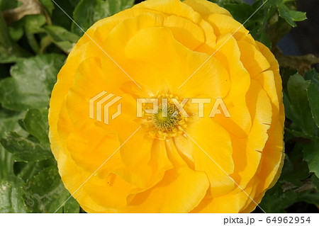 ラナンキュラス　橙色　06 64962954