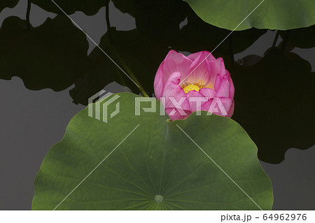 蓮の花とシルエット 64962976