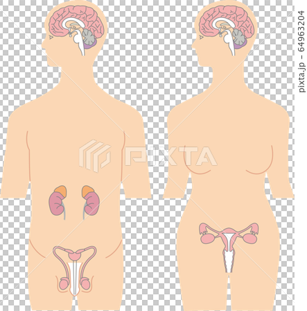 Brain, genitals and kidneys 64963204