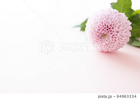 背景用　切り花　菊 64963334
