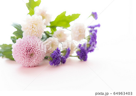 背景用 切り花 菊 背景用 切り花 菊 64963403