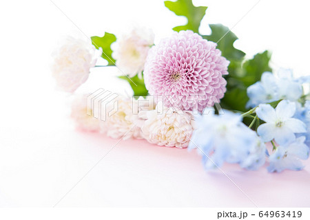 背景用　切り花　菊 64963419