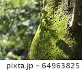 木についた苔 64963825