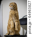 立つ猫 64963827
