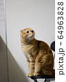 振り向く猫 64963828