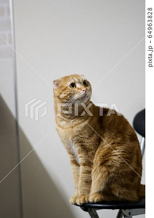 振り向く猫 64963828