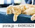 ソファーで寝る猫 64963829