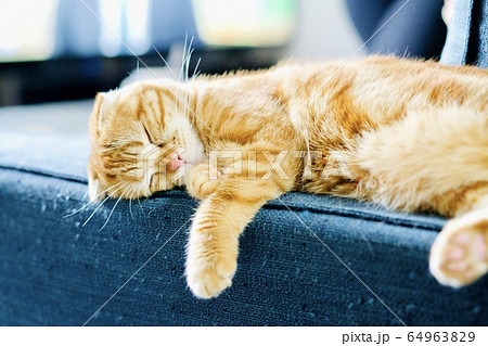 ソファーで寝る猫 ソファーで寝る猫 64963829