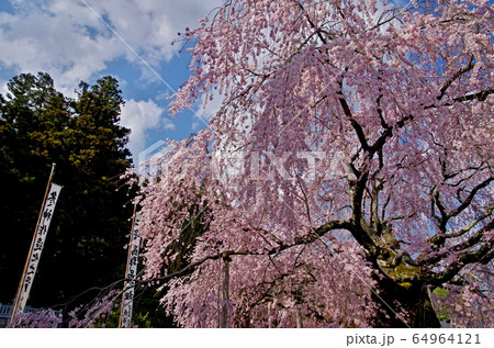 麻績の里　舞台桜 64964121