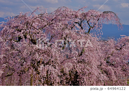 麻績の里　舞台桜 64964122