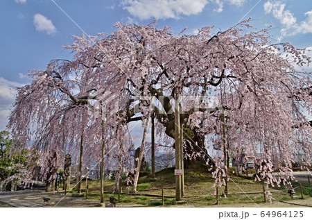 麻績の里 舞台桜 麻績の里 舞台桜 64964125