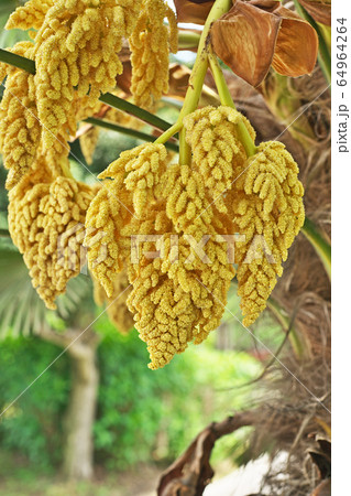 黄色いシュロの花の写真素材