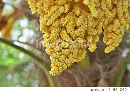 黄色いシュロの花 黄色いシュロの花 64964269