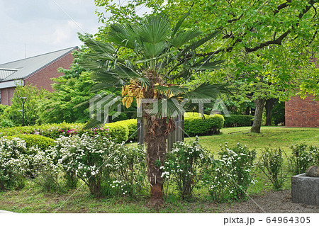 黄色いシュロの花 黄色いシュロの花 64964305
