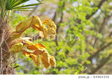 黄色いシュロの花の写真素材