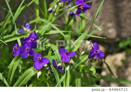 ムラサキツユクサの花 64964715