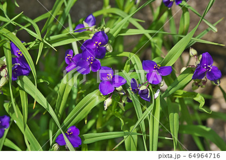 ムラサキツユクサの花 64964716