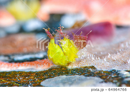 オリヅルエビ オリヅルエビ 64964766