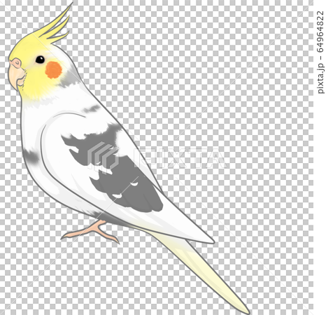 Cockatiel - Stock Illustration [64964822] - PIXTA