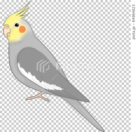 玄鳳鸚鵡 玄鳳鸚鵡 64964823