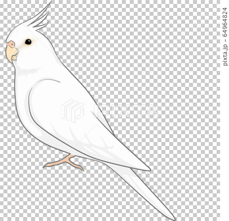 オカメインコ 64964824