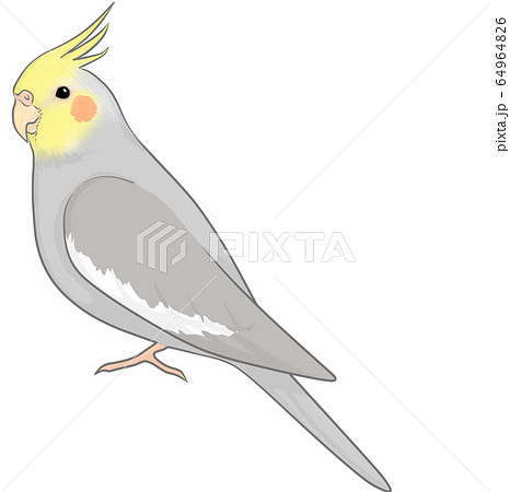 オカメインコ 64964826