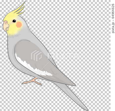 オカメインコ 64964826