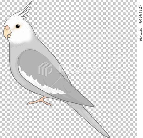 オカメインコ 64964827