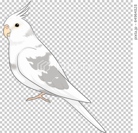 オカメインコ 64964828
