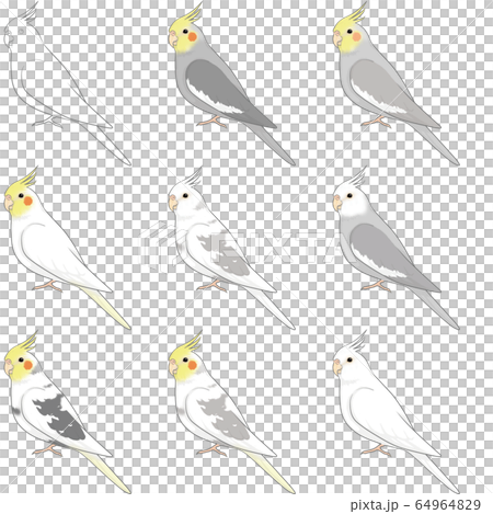 玄鳳鸚鵡 64964829